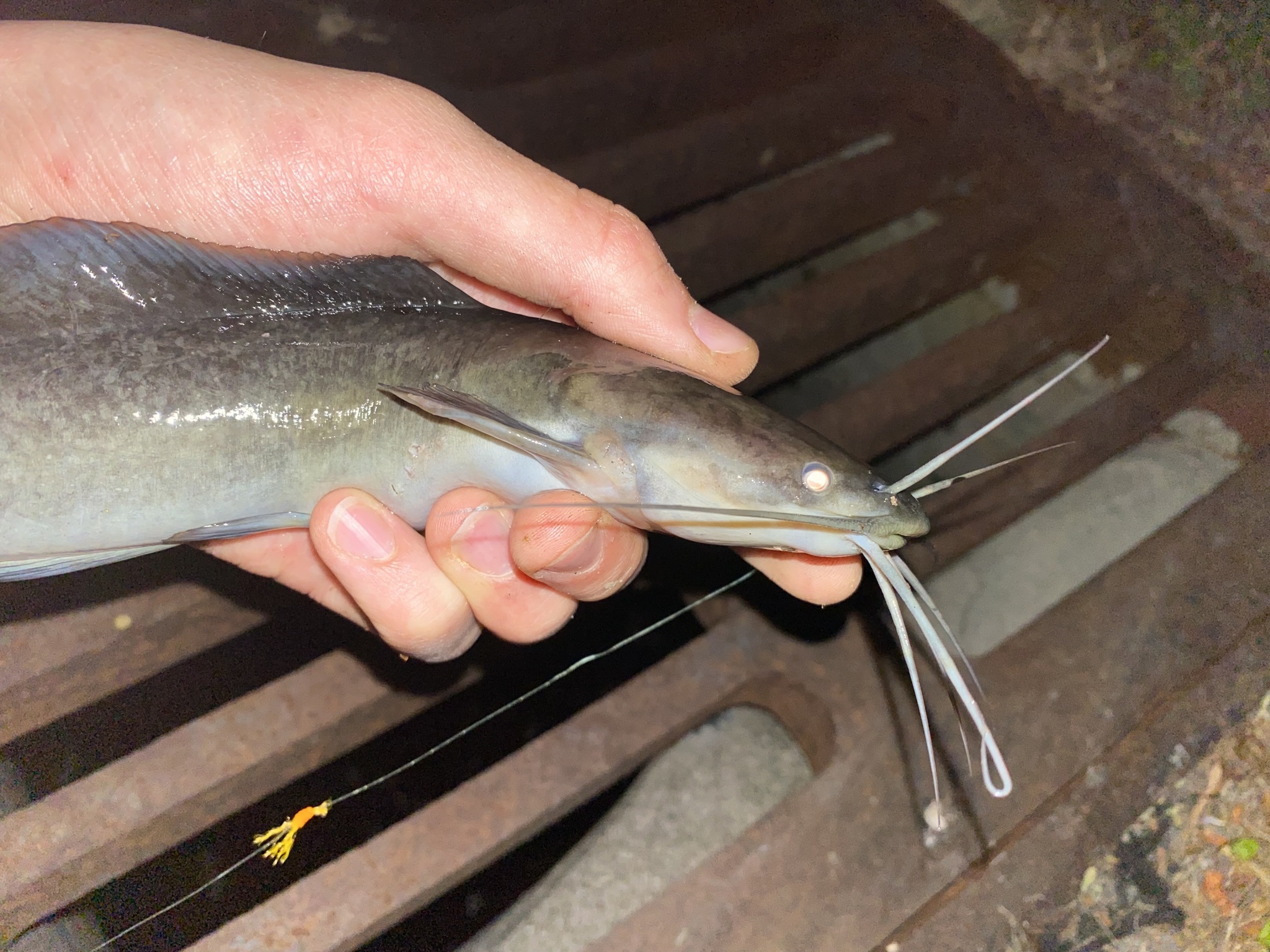 ปลาดุก, ปลาดุกด้าน, ปลาดุกน้ำจืด, aasia angersäga, albino walking fish, alimudan, ålmal, andeng, asiatisk vandrarmal, cá trèn trang, cá trê tráng, clarias catfish, climbing perch, freshwater catfish, froschwels, ikan lele, magur, walking catfish