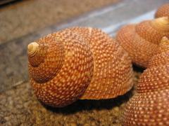 Maurea punctulata
