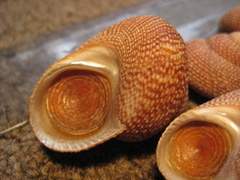 Maurea punctulata