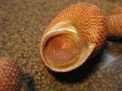 Maurea punctulata