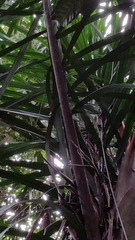 Dypsis hovomantsina