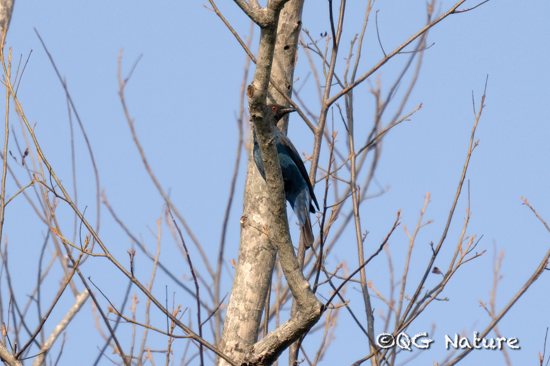 Asian Fairy-bluebird
