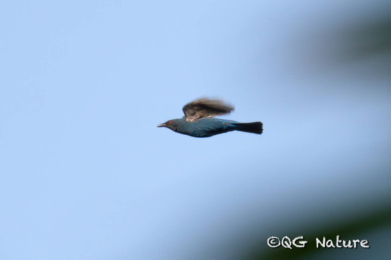 Asian Fairy-bluebird