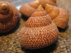 Maurea punctulata