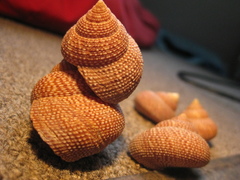 Maurea punctulata