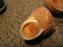Maurea punctulata