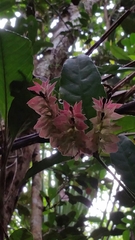 Hypoestes multispicata