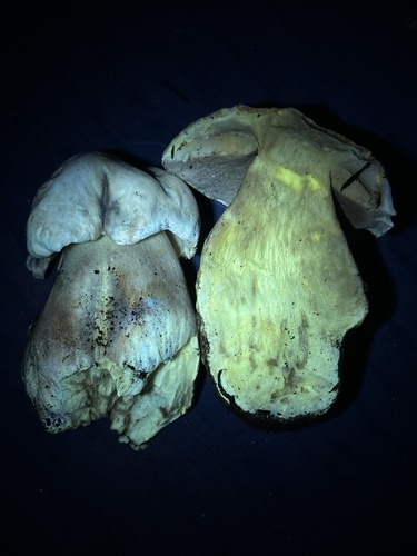 Boletus edulis (Photo 7 of 7)