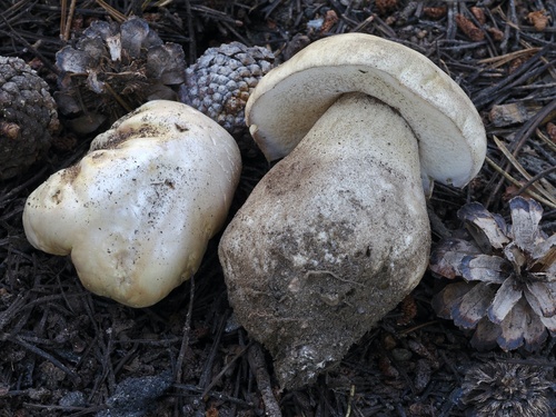 Boletus edulis