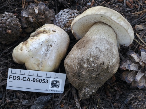 Boletus edulis (Photo 5 of 7)