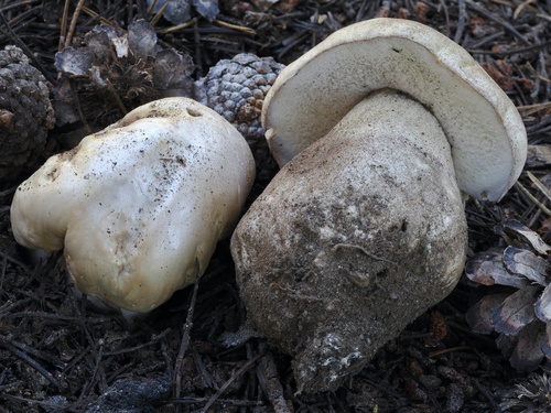 Boletus edulis (Photo 2 of 7)