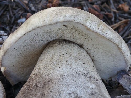 Boletus edulis (Photo 3 of 7)