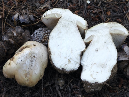 Boletus edulis (Photo 4 of 7)