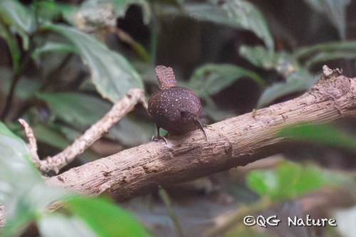 Spotted Elachura (Elachura formosa), photo 8
