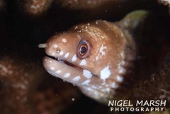 Gymnothorax chilospilus