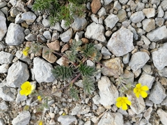 Potentilla sericea