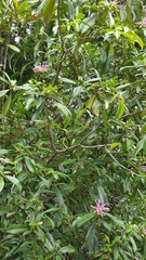 Thymelaeaceae