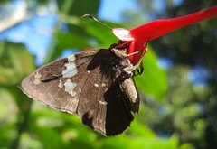 Celaenorrhinus similis