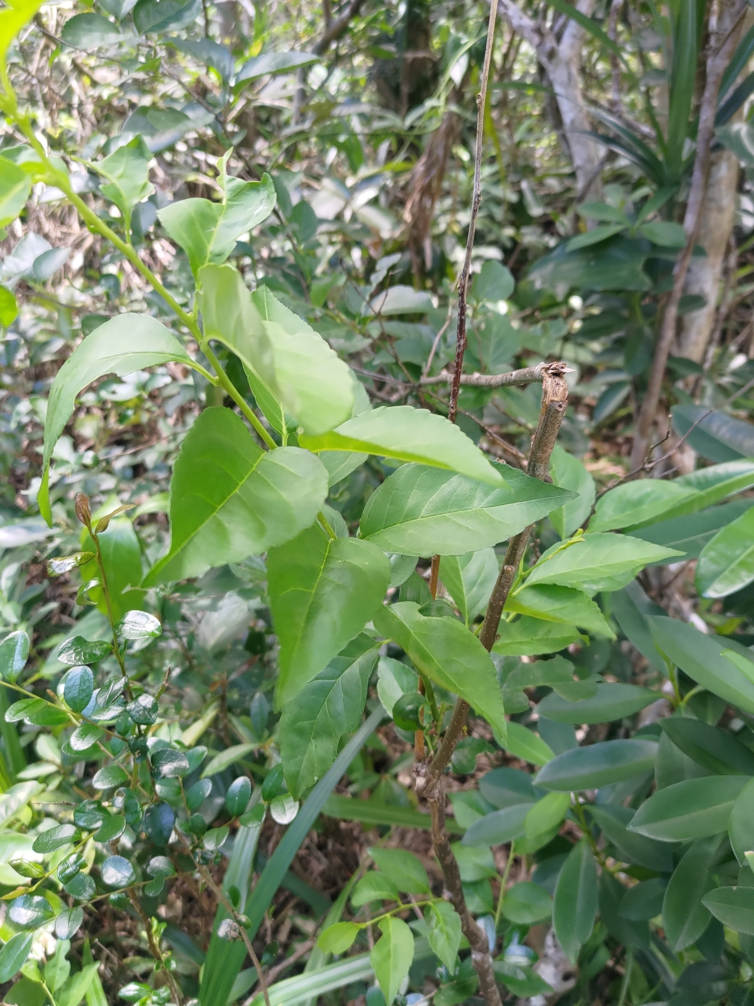 Imagem de Ilex kusanoi