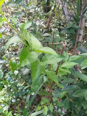 Ilex kusanoi, photograph (c) 林正文, some rights reserved (CC BY)