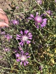 Centaurea diluta