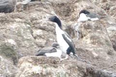 Leucocarbo chalconotus