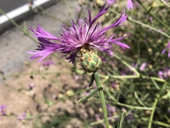 Centaurea diluta