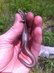 Plestiodon septentrionalis obtusirostris