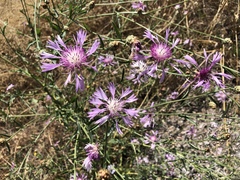 Centaurea diluta
