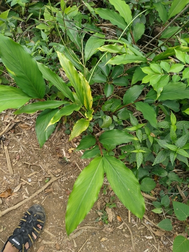 Image of Alpinia intermedia by (c) 林正文, some rights reserved (CC BY)