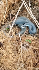 Coluber constrictor foxii