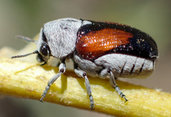 Coleorozena vittata
