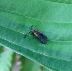 Greenarus thoracicus