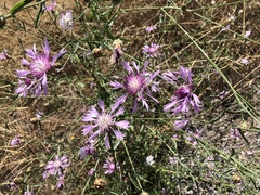 Centaurea diluta