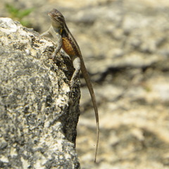Sceloporus teapensis
