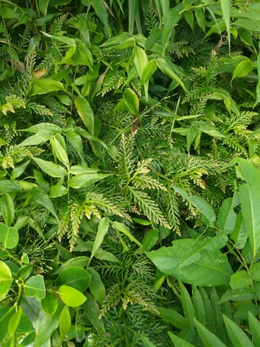 Image of Selaginella delicatula by (c) 林正文, some rights reserved (CC BY)