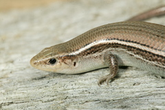 Plestiodon septentrionalis obtusirostris
