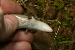 Plestiodon septentrionalis obtusirostris