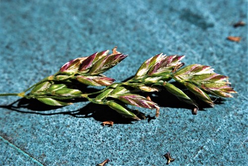 Poa pratensis