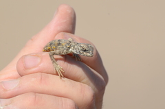 Liolaemus poconchilensis