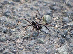 Zachaeus crista