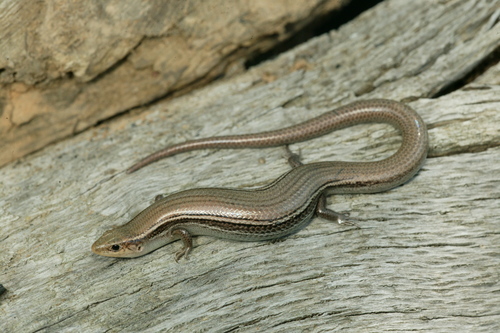 Prairie Skink
