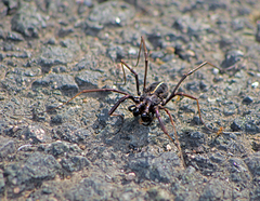 Zachaeus crista