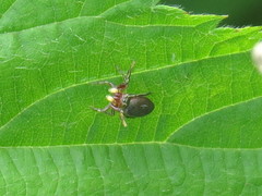 Tutelina