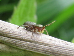 Tutelina