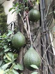 Momordica cochinchinensis