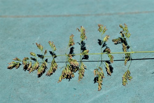 Poa pratensis