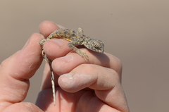 Liolaemus poconchilensis