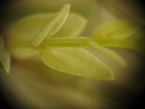 Image of Schenkia spicata by (c) Yves Bas, some rights reserved (CC BY)