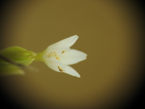 Image of Schenkia spicata by (c) Yves Bas, some rights reserved (CC BY)